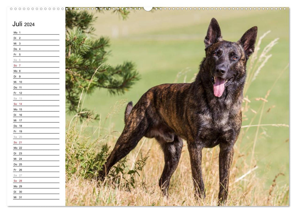 expressive Dutch Shepherd Dogs (CALVENDO Premium Wall Calendar 2024) 