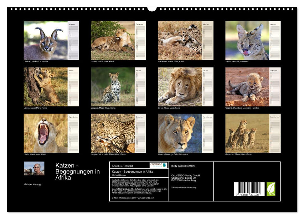 Cats - Encounters in Africa (CALVENDO Premium Wall Calendar 2024) 