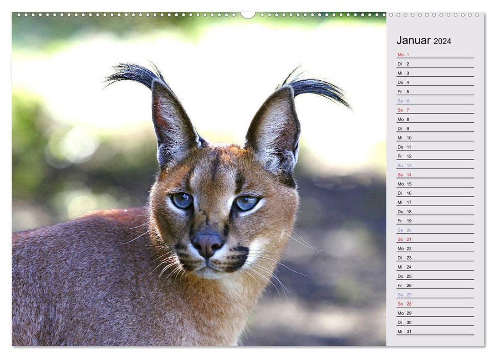 Cats - Encounters in Africa (CALVENDO Premium Wall Calendar 2024) 