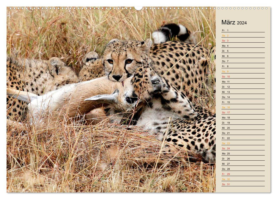 Cats - Encounters in Africa (CALVENDO Premium Wall Calendar 2024) 