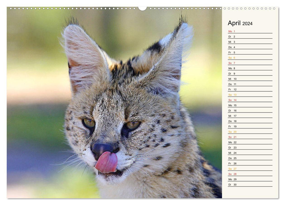 Cats - Encounters in Africa (CALVENDO Premium Wall Calendar 2024) 