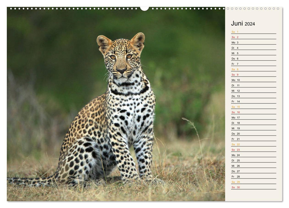 Cats - Encounters in Africa (CALVENDO Premium Wall Calendar 2024) 