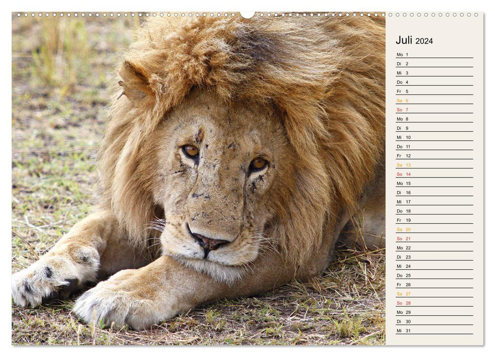 Cats - Encounters in Africa (CALVENDO Premium Wall Calendar 2024) 