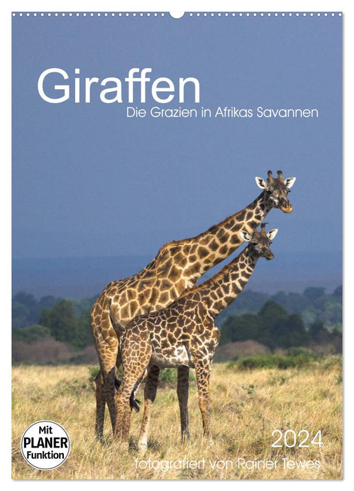 Giraffen - Die Grazien in Afrikas Savannen (CALVENDO Wandkalender 2024)