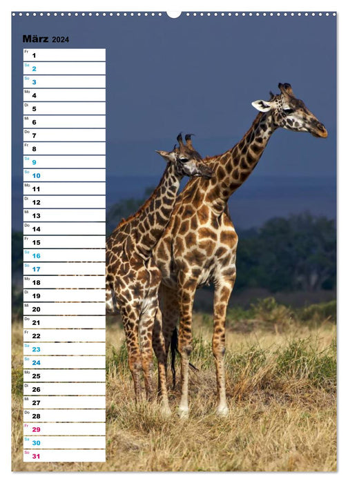 Giraffes - The graces in Africa's savannahs (CALVENDO wall calendar 2024) 