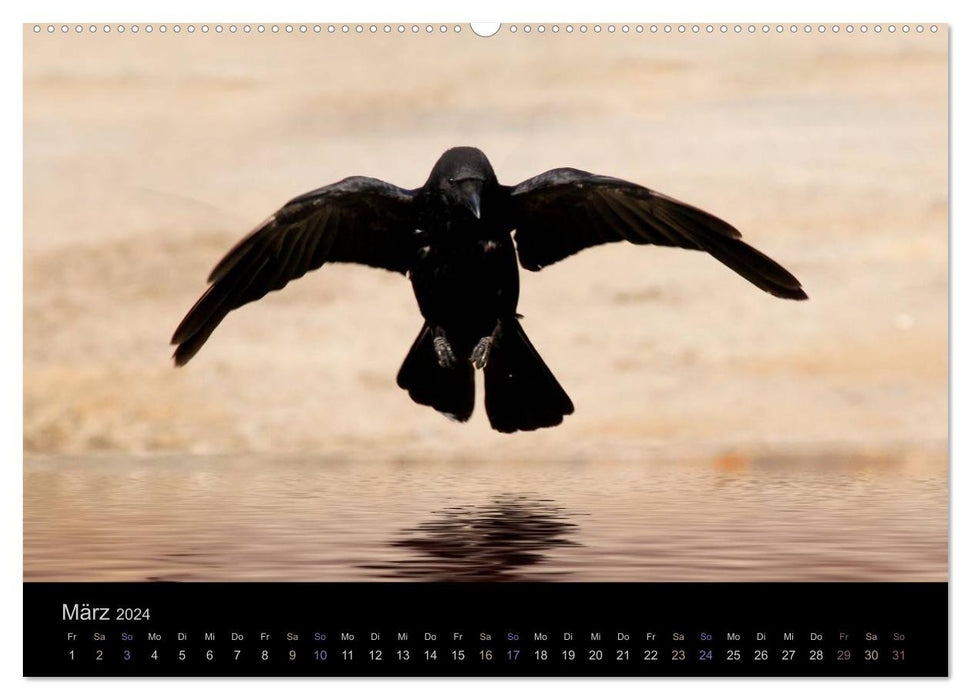 Rabenschwarze Impressionen - meike-ajo-dettlaff.de via wildvogelhlfe.org (CALVENDO Premium Wandkalender 2024)