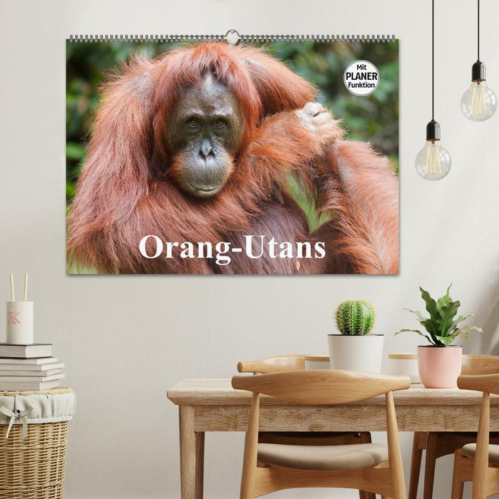 Orangutans (CALVENDO wall calendar 2024) 
