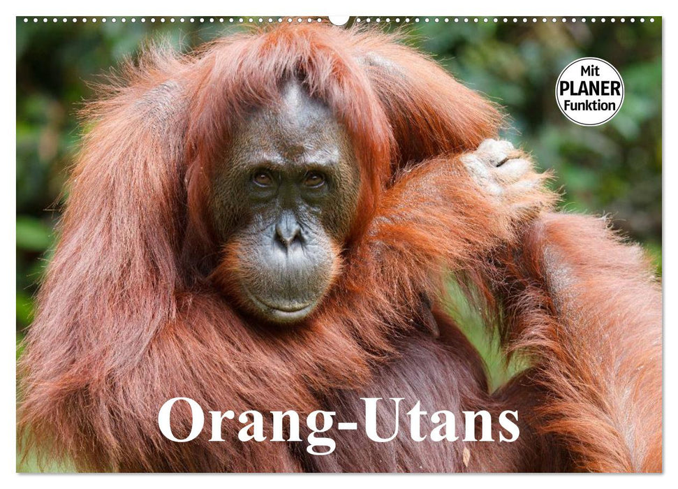 Orangutans (CALVENDO wall calendar 2024) 