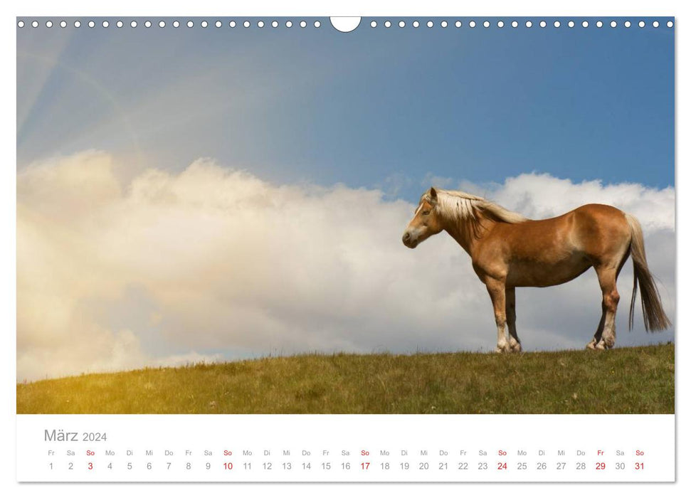 Horses - In a natural environment (CALVENDO wall calendar 2024) 
