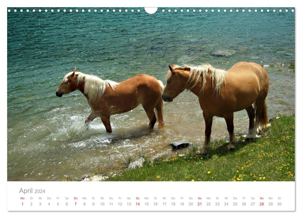 Horses - In a natural environment (CALVENDO wall calendar 2024) 
