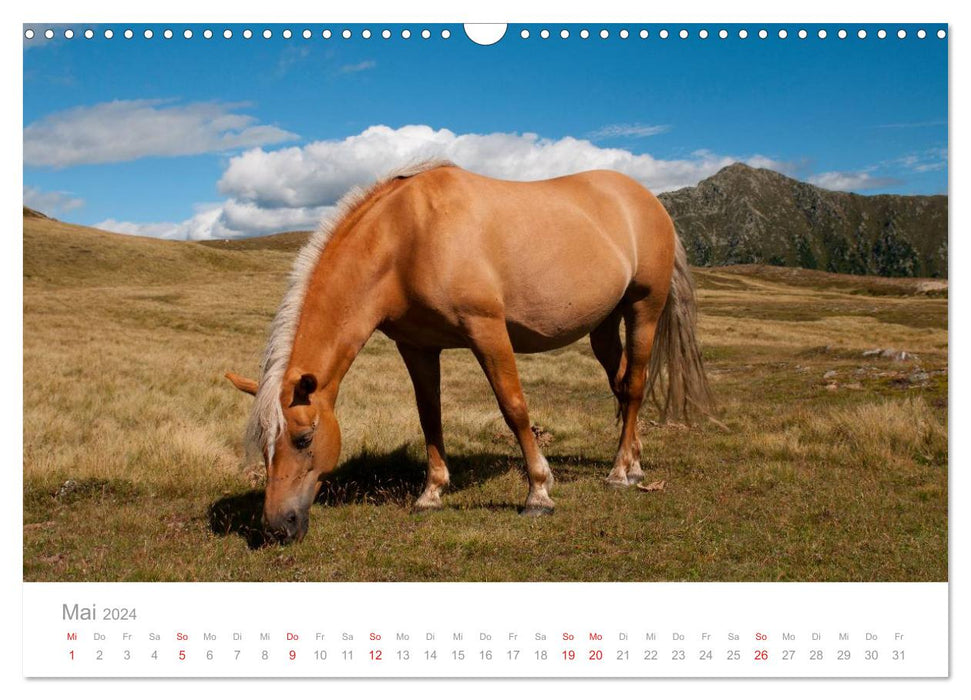 Chevaux - En milieu naturel (Calendrier mural CALVENDO 2024) 