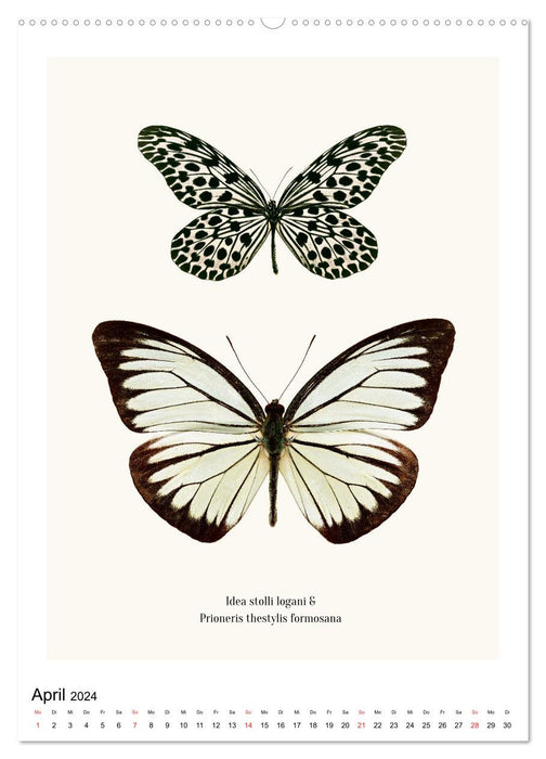 Die schönsten Schmetterlinge (CALVENDO Premium Wandkalender 2024)