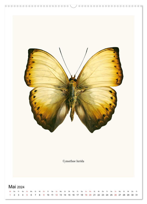 Die schönsten Schmetterlinge (CALVENDO Premium Wandkalender 2024)
