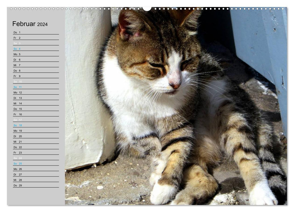 VELVET PAWS "close to the fur" (CALVENDO Premium Wall Calendar 2024) 