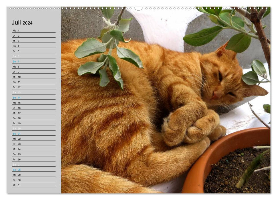 VELVET PAWS "close to the fur" (CALVENDO Premium Wall Calendar 2024) 