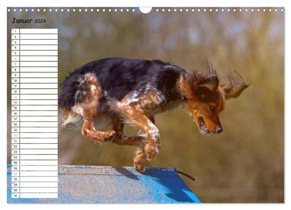 Flying dogs at agility (CALVENDO wall calendar 2024) 