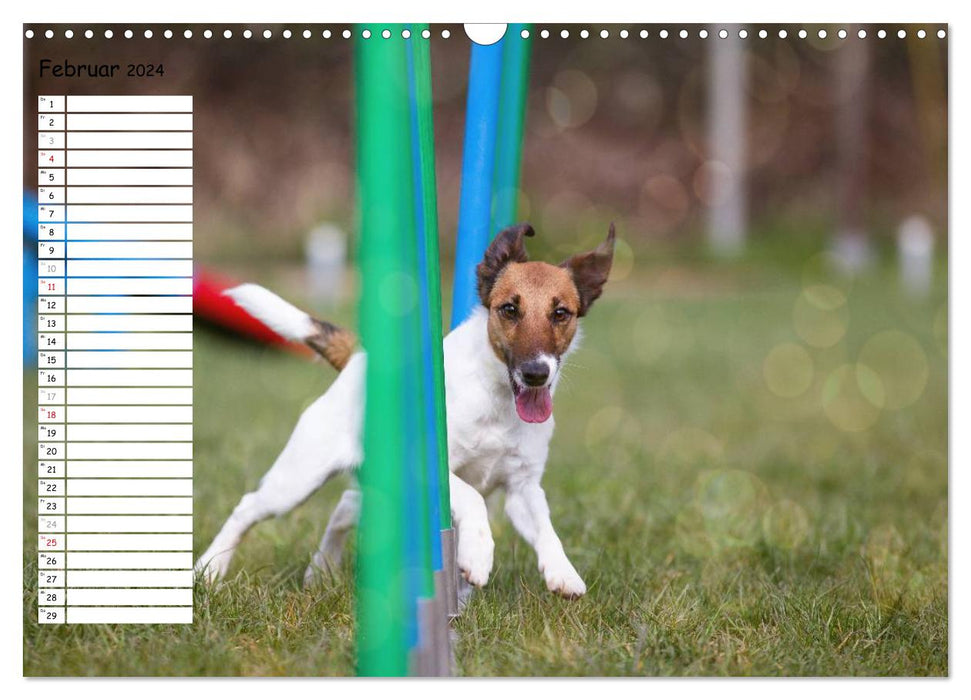 Flying dogs at agility (CALVENDO wall calendar 2024) 