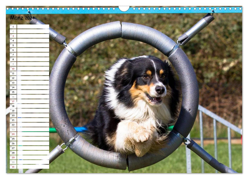 Flying dogs at agility (CALVENDO wall calendar 2024) 