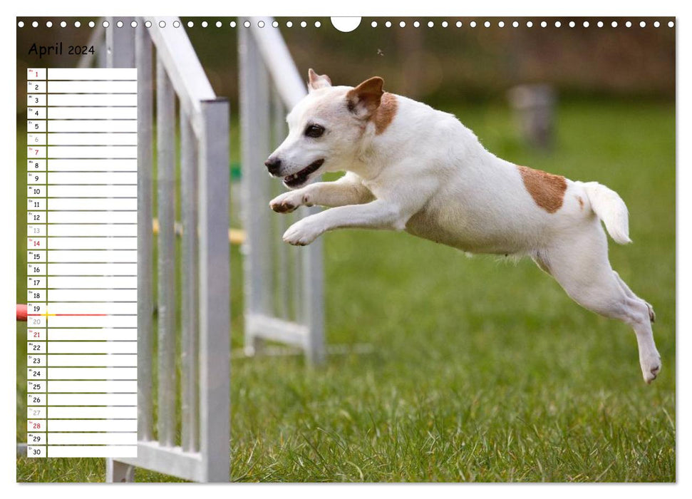 Flying dogs at agility (CALVENDO wall calendar 2024) 