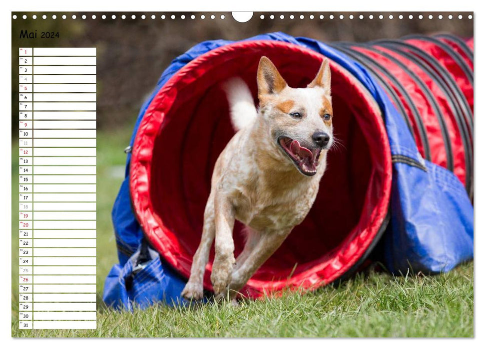 Flying dogs at agility (CALVENDO wall calendar 2024) 