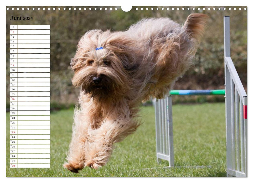 Flying dogs at agility (CALVENDO wall calendar 2024) 