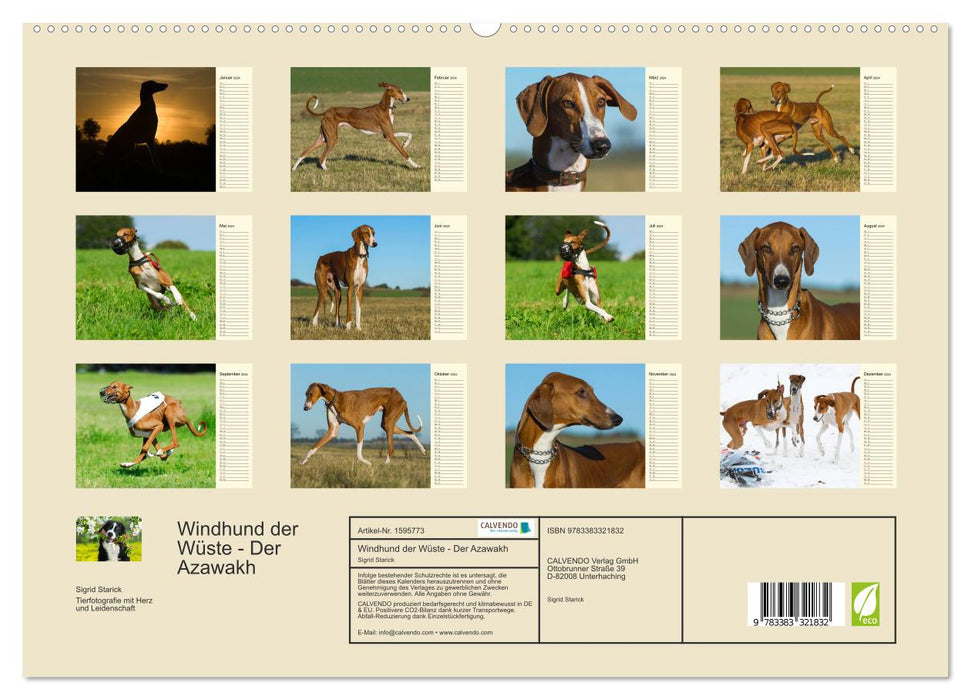 Greyhound of the Desert - The Azawakh (CALVENDO Premium Wall Calendar 2024) 