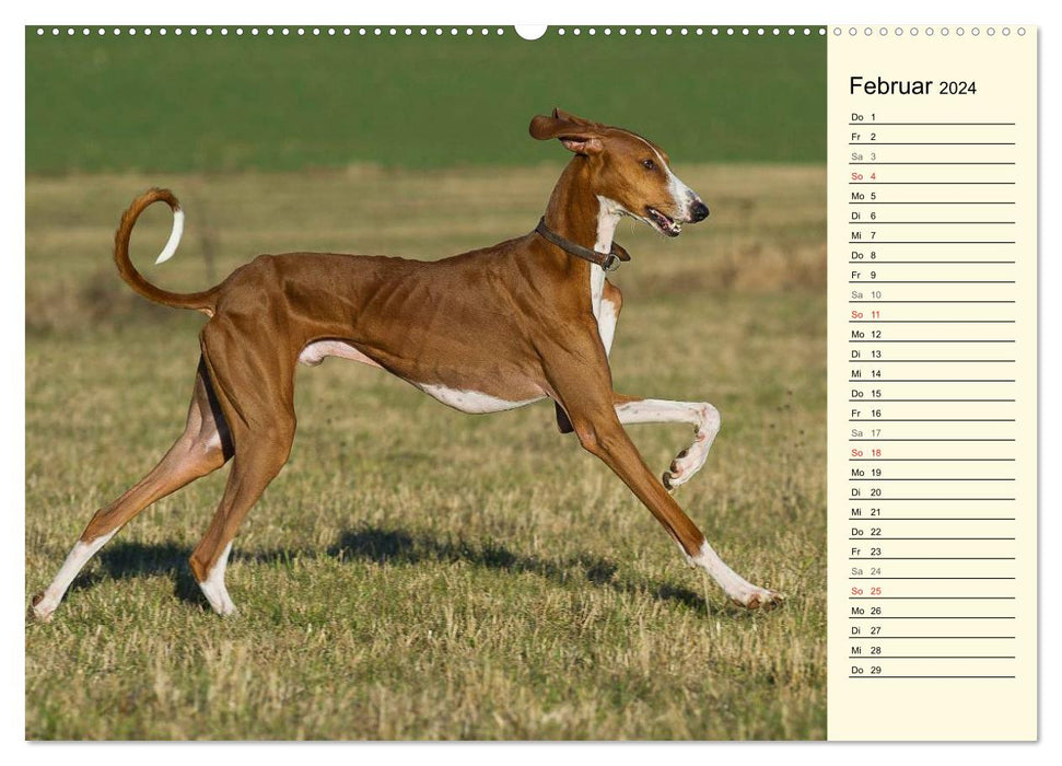 Greyhound of the Desert - The Azawakh (CALVENDO Premium Wall Calendar 2024) 