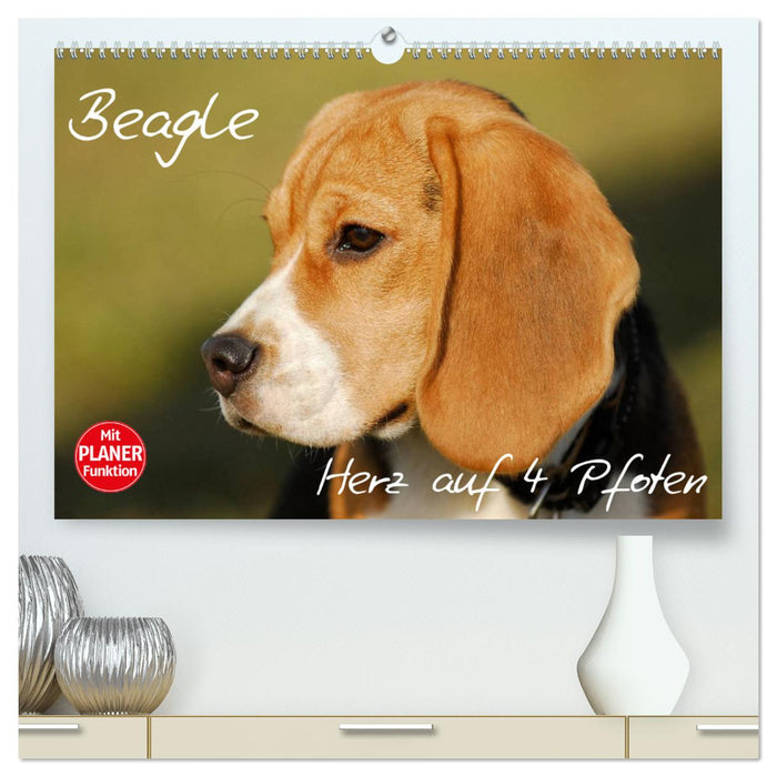 Beagle - Heart on 4 Paws (CALVENDO Premium Wall Calendar 2024) 