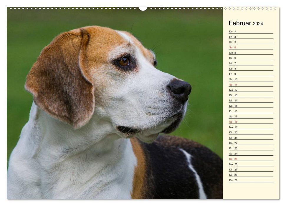 Beagle - Heart on 4 Paws (CALVENDO Premium Wall Calendar 2024) 