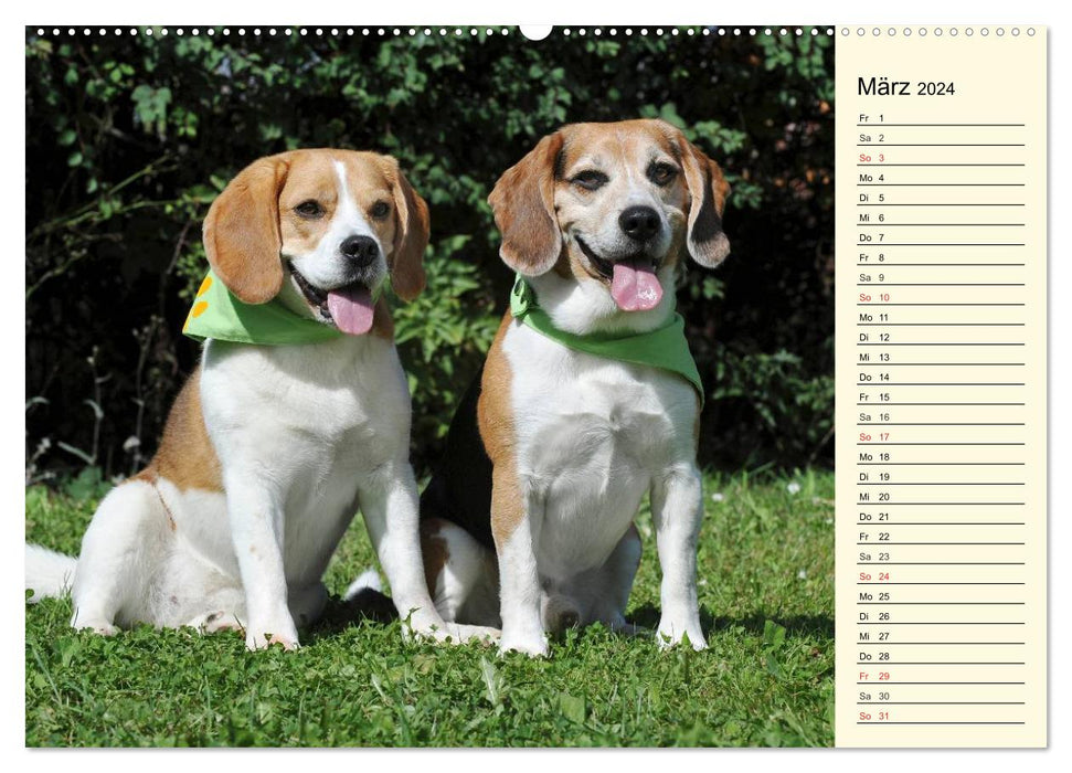 Beagle - Heart on 4 Paws (CALVENDO Premium Wall Calendar 2024) 