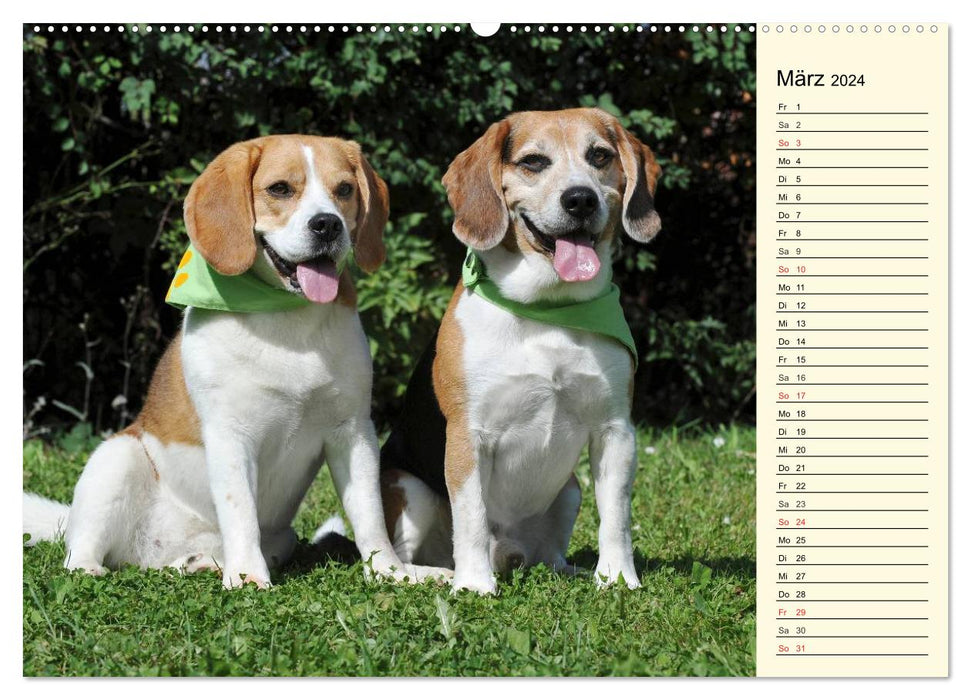 Beagle - Herz auf 4 Pfoten (CALVENDO Premium Wandkalender 2024)