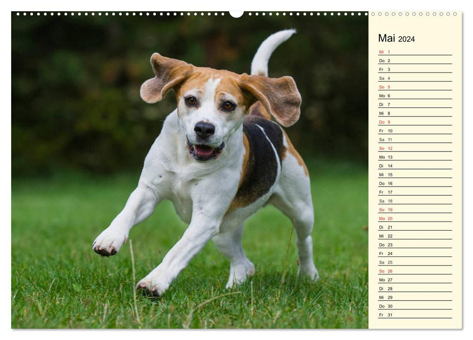 Beagle - Heart on 4 Paws (CALVENDO Premium Wall Calendar 2024) 