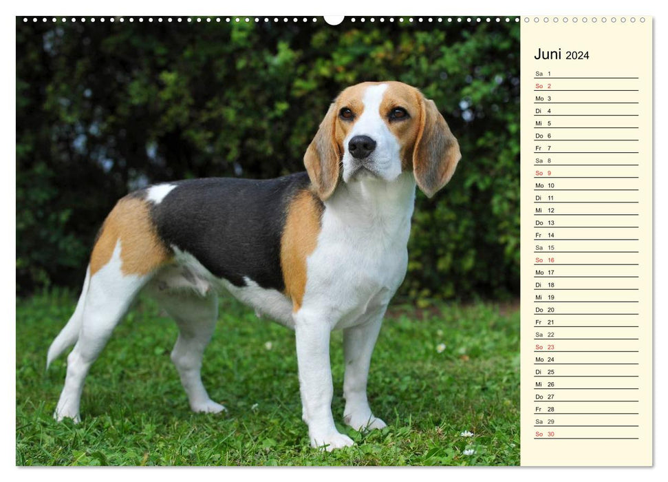 Beagle - Heart on 4 Paws (CALVENDO Premium Wall Calendar 2024) 