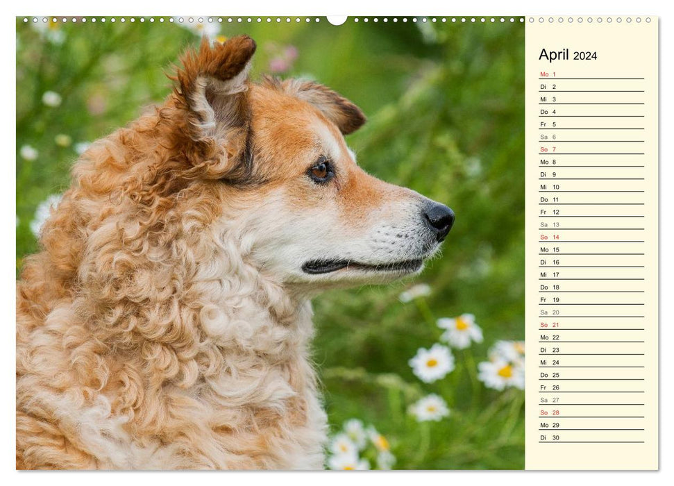 Old German Shepherd Dogs - Almost Forgotten (CALVENDO Premium Wall Calendar 2024) 