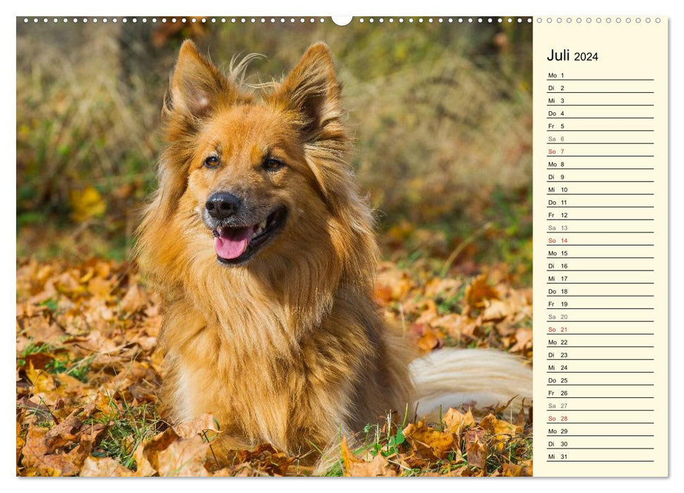Old German Shepherd Dogs - Almost Forgotten (CALVENDO Premium Wall Calendar 2024) 