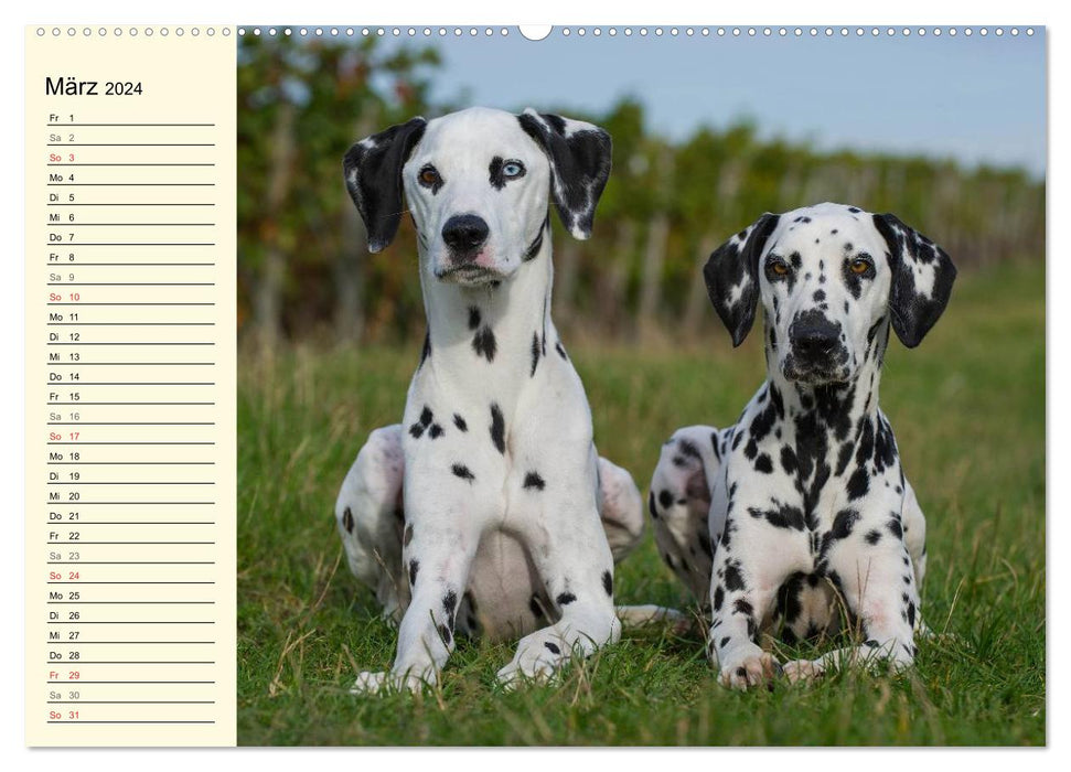 Au point - Dalmatiens (Calendrier mural CALVENDO Premium 2024) 