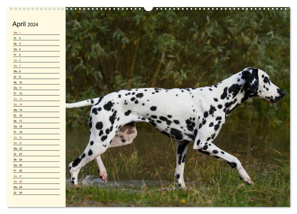 Auf den Punkt - Dalmatiner (CALVENDO Premium Wandkalender 2024)