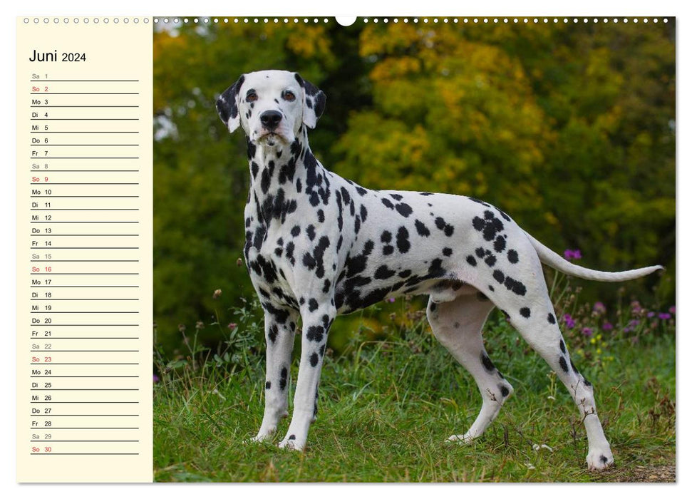 Au point - Dalmatiens (Calendrier mural CALVENDO Premium 2024) 