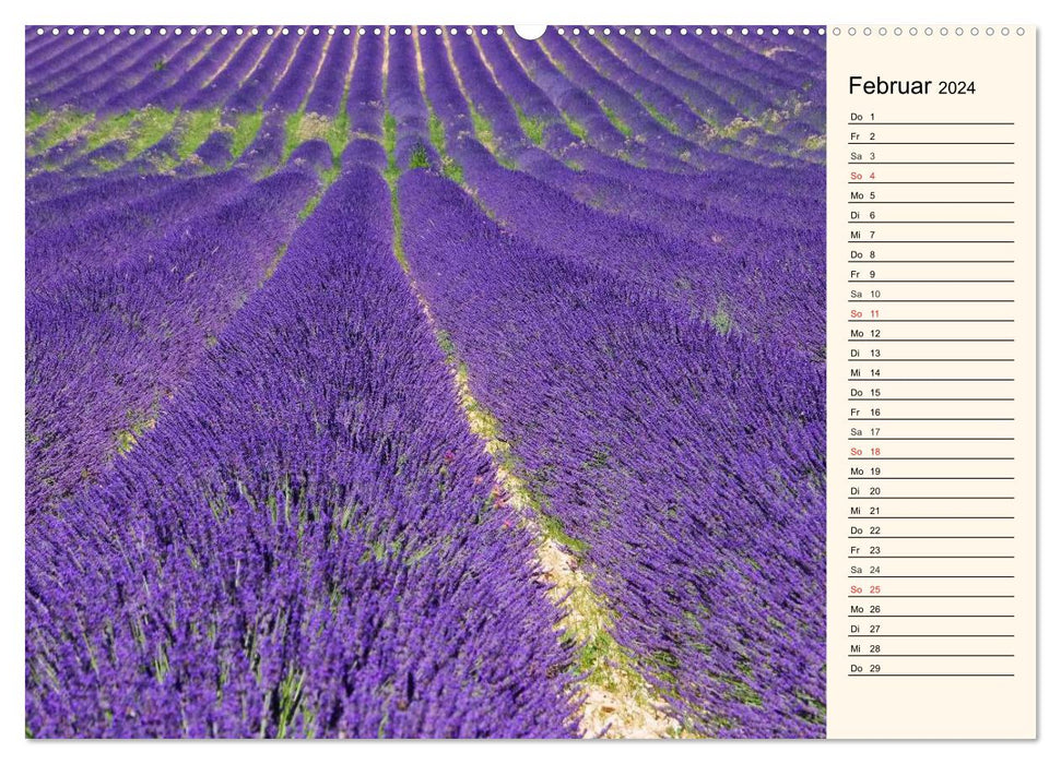 Lavender (CALVENDO Premium Wall Calendar 2024) 