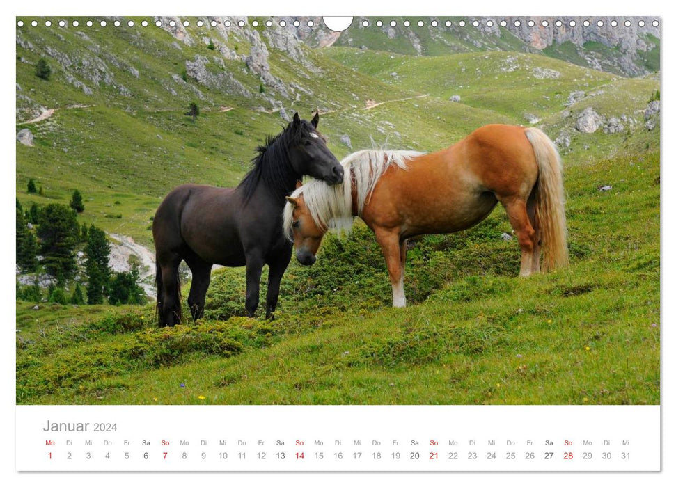 Pferde - Hobby und Leidenschaft (CALVENDO Wandkalender 2024)