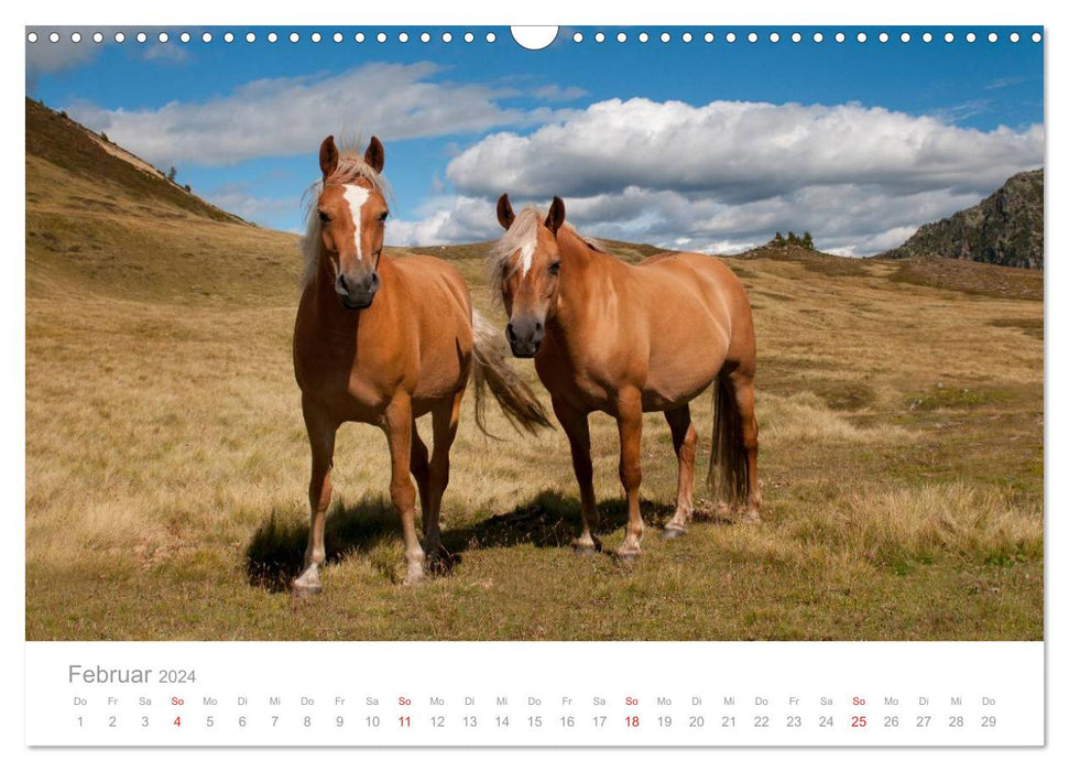 Pferde - Hobby und Leidenschaft (CALVENDO Wandkalender 2024)