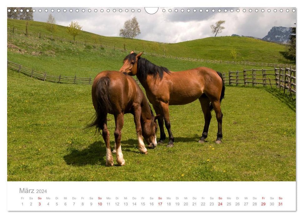 Horses - hobby and passion (CALVENDO wall calendar 2024) 