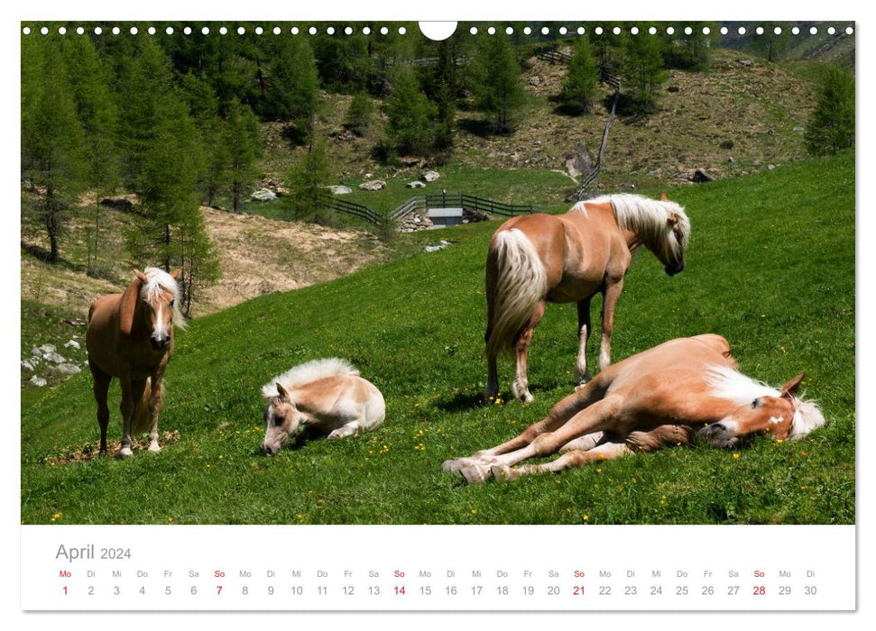 Pferde - Hobby und Leidenschaft (CALVENDO Wandkalender 2024)