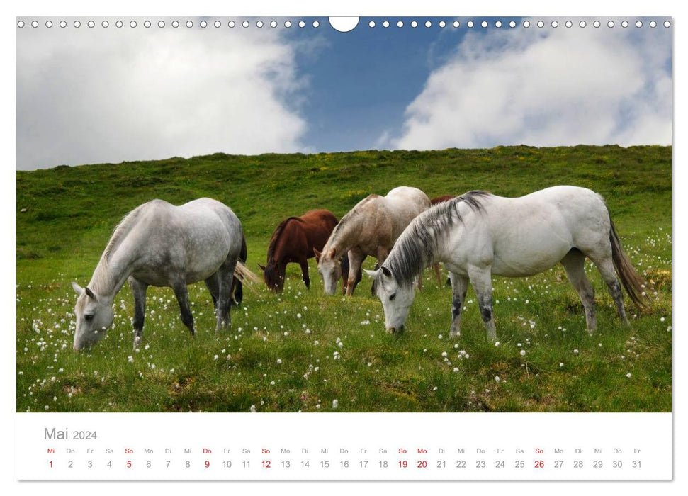Horses - hobby and passion (CALVENDO wall calendar 2024) 