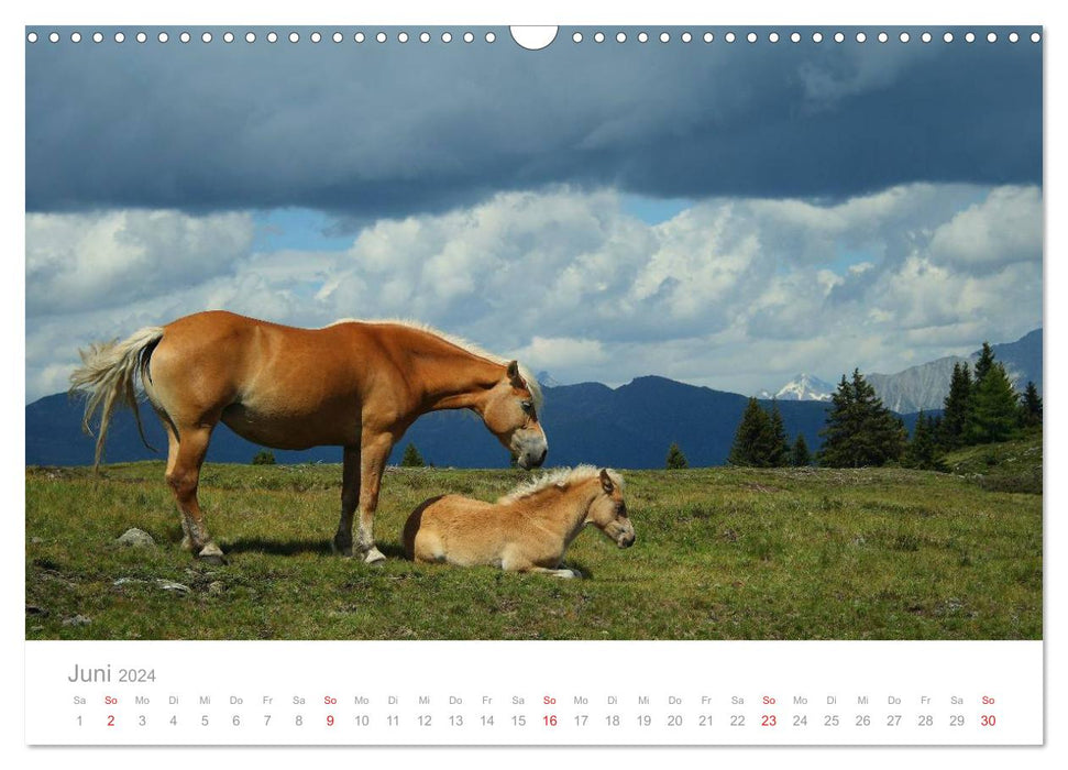 Pferde - Hobby und Leidenschaft (CALVENDO Wandkalender 2024)