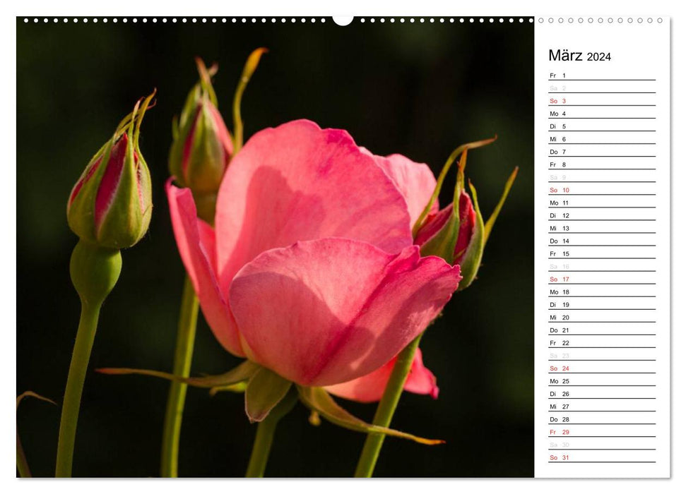 Zauberhafte Rosen (CALVENDO Premium Wandkalender 2024)