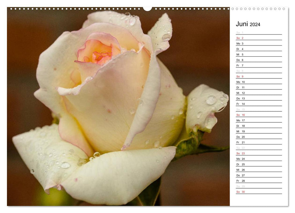 Zauberhafte Rosen (CALVENDO Premium Wandkalender 2024)