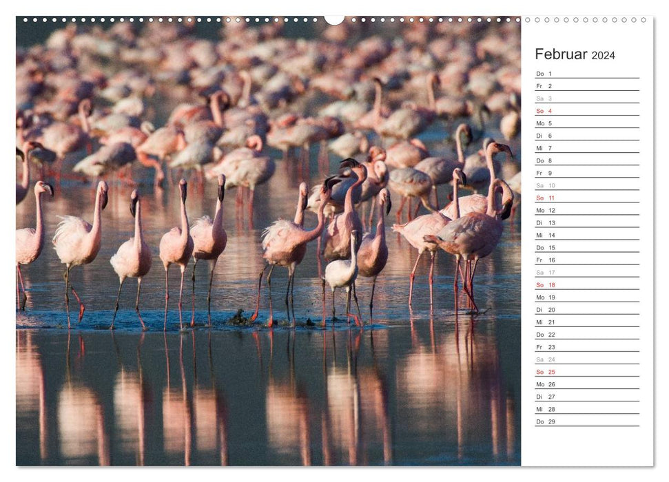 Flamingo Impressions 2024 (Calendrier mural CALVENDO Premium 2024) 