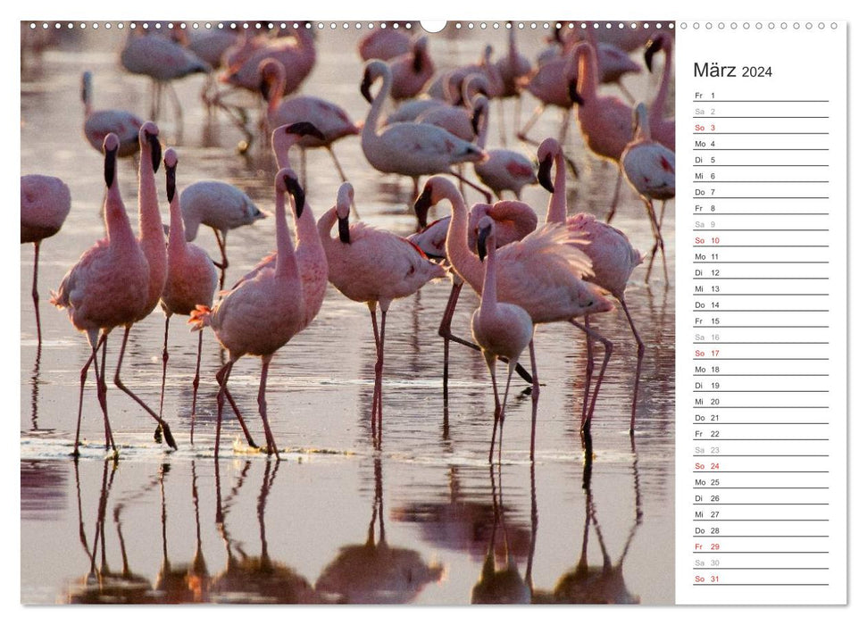 Flamingo Impressions 2024 (CALVENDO Premium Wall Calendar 2024) 