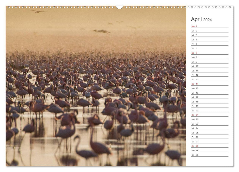 Flamingo Impressionen 2024 (CALVENDO Premium Wandkalender 2024)